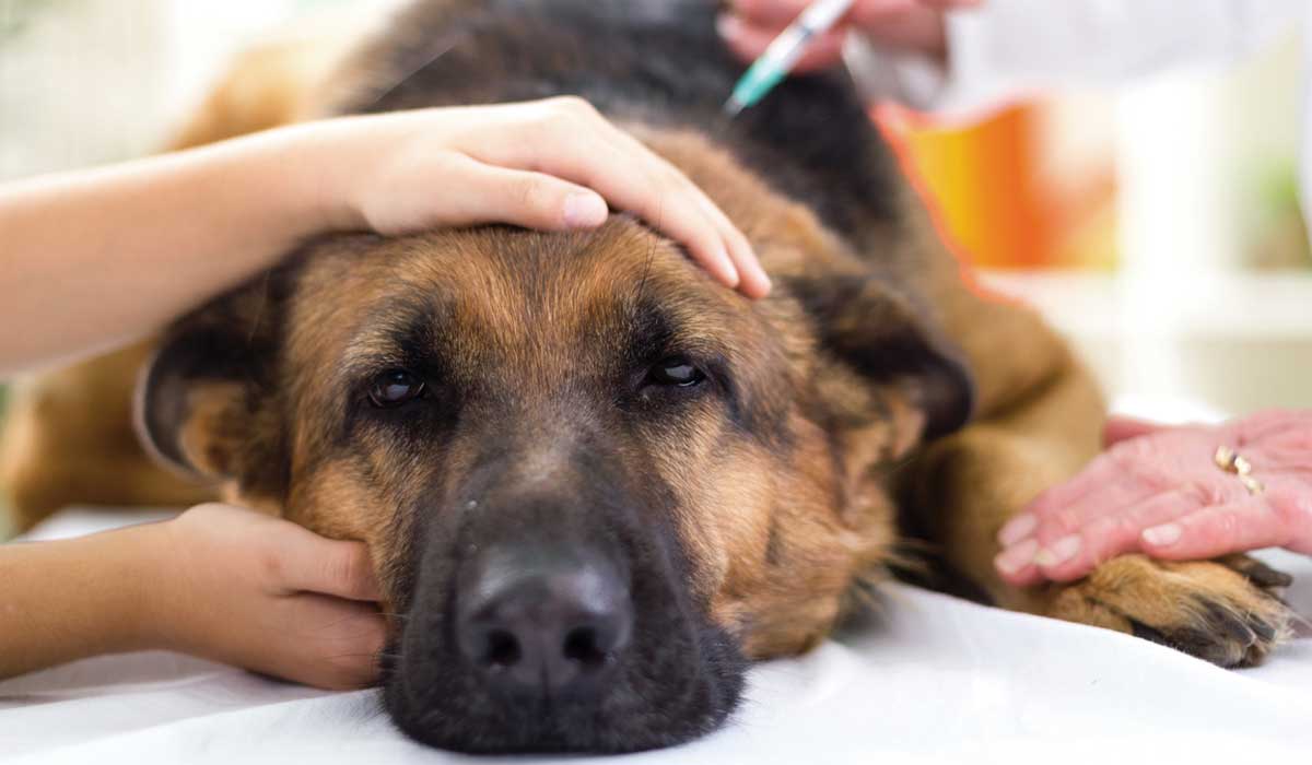 Powerful Prayer for Dogs Healing when Sick